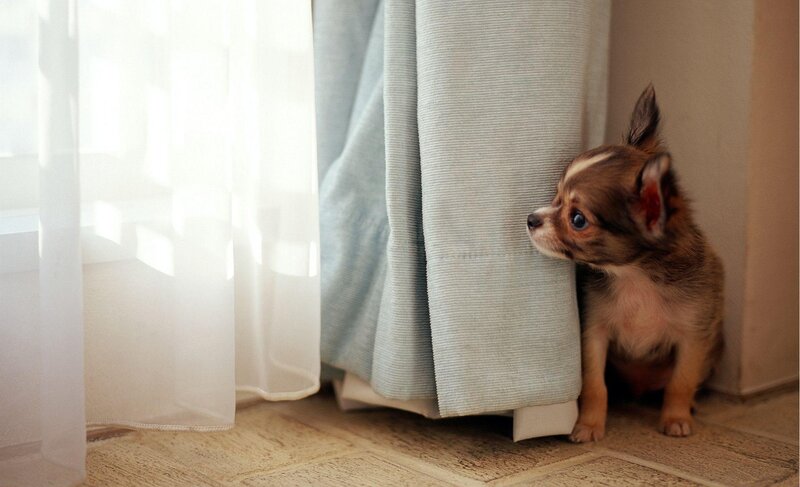 Puppy hiding behind a curtain