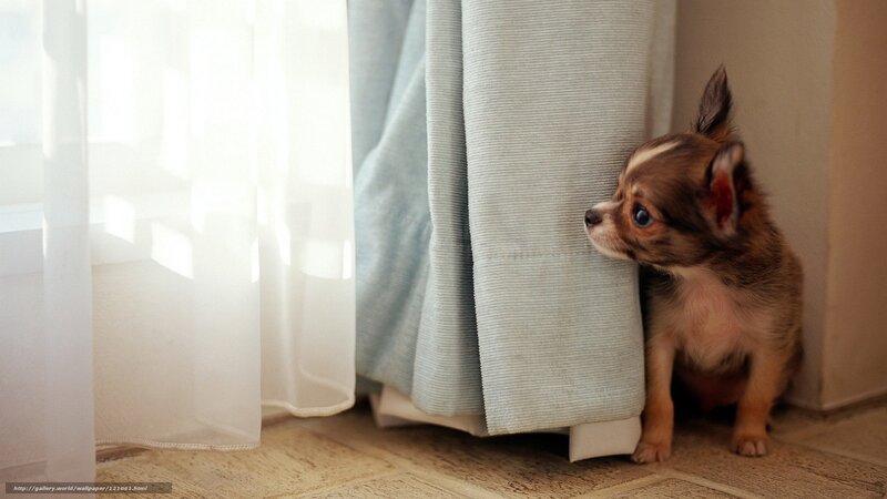 puppy hiding behind curtain
