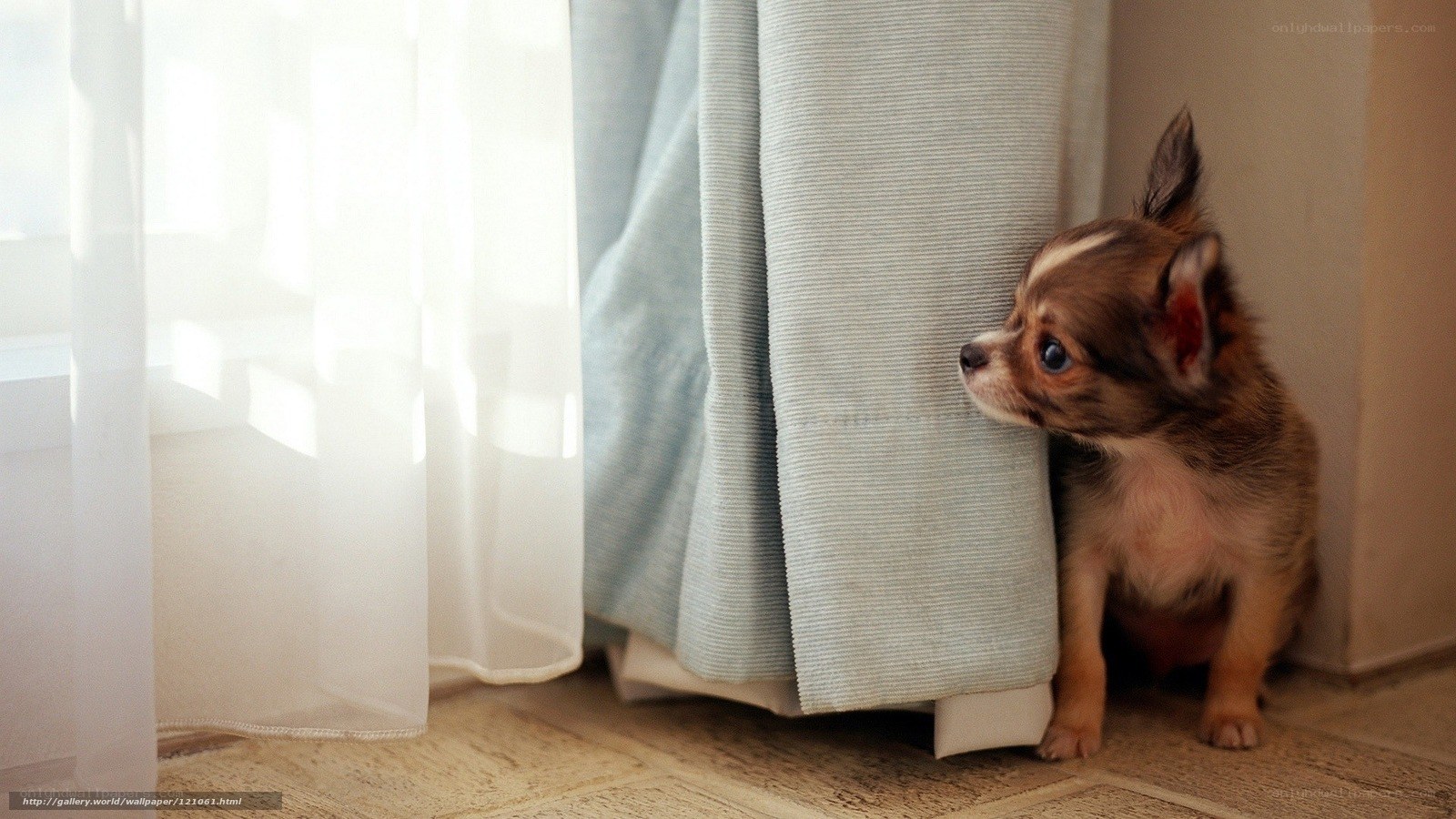 puppy hiding behind curtain