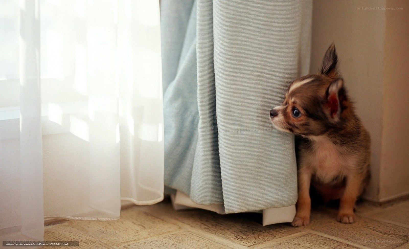 puppy hiding behind curtain