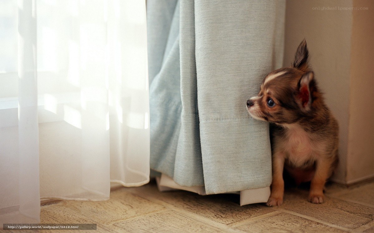 puppy hiding behind curtain