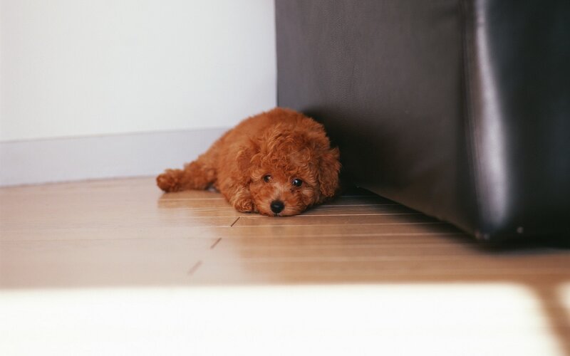 puppy hiding under a couch