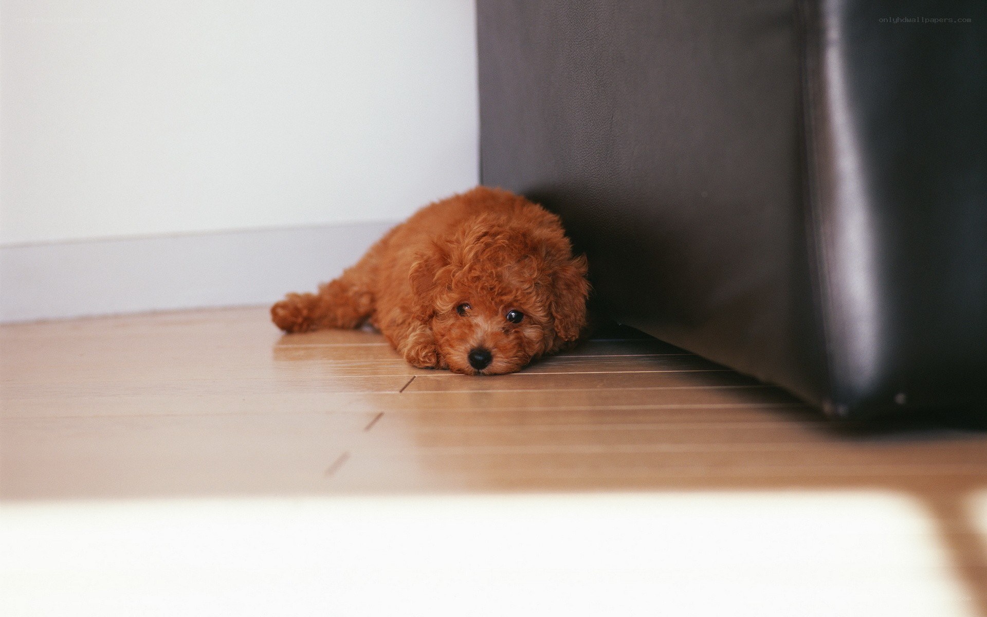puppy hiding under a couch