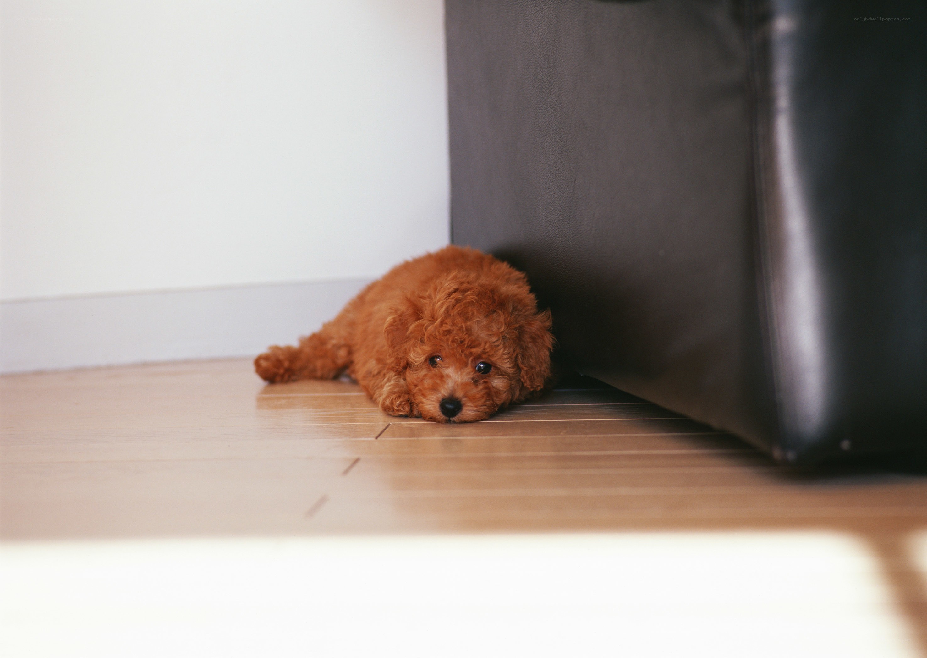 Puppy hiding under a couch