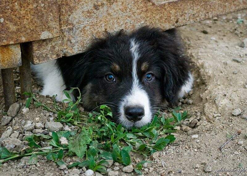 puppy hiding under a structure