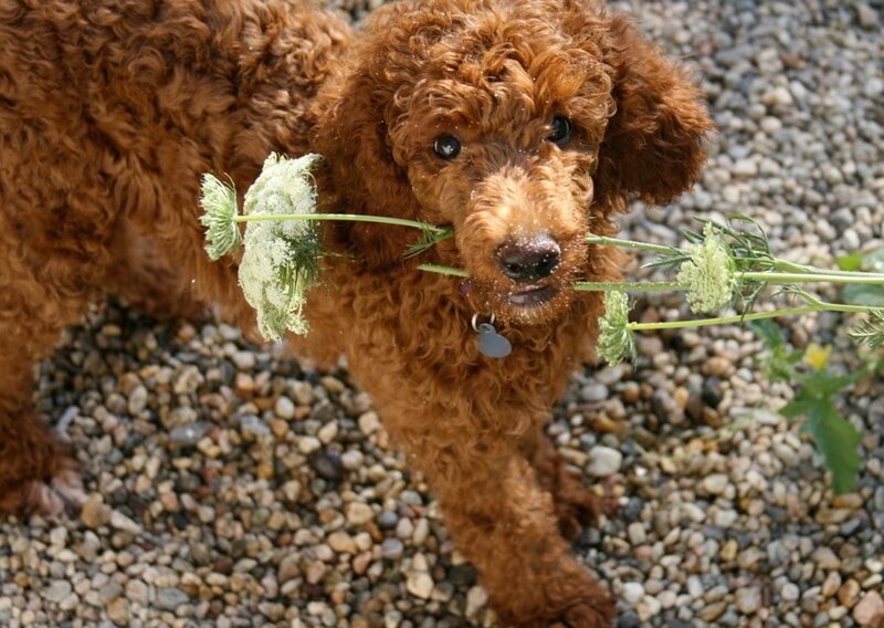Puppy holding a flower