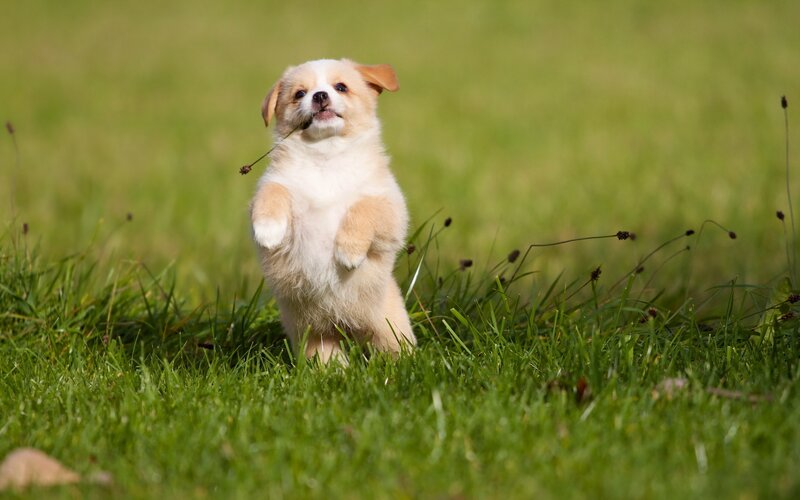 Puppy Holding Grass