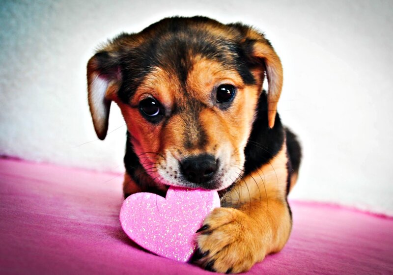 Puppy Holding Heart — Pink