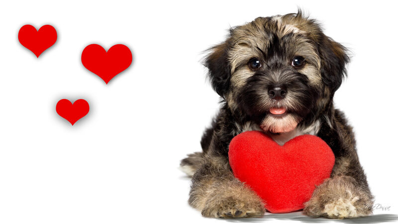 Puppy Holding Heart — Red
