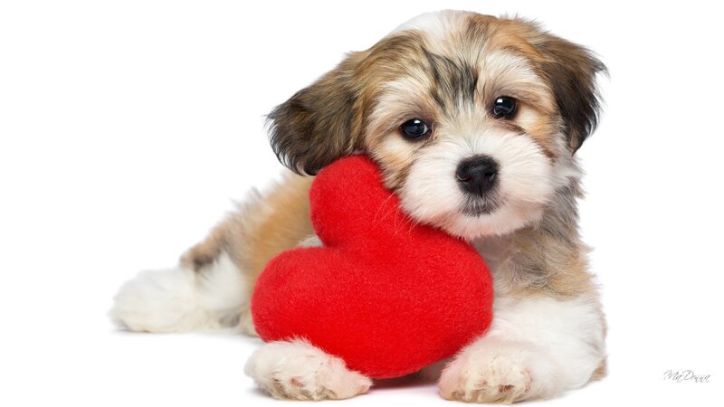 Puppy Holding Heart — White, Calm