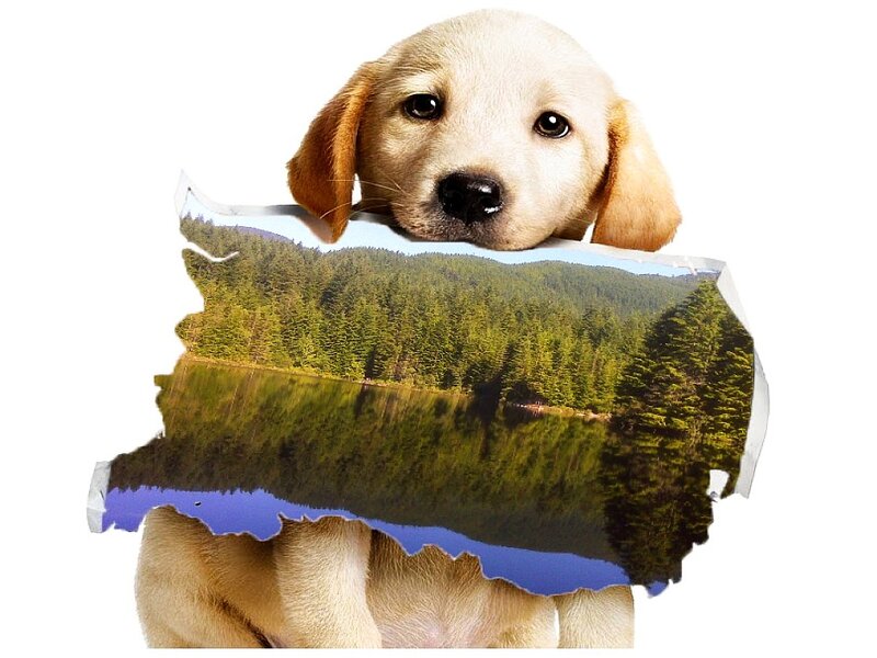 Puppy Holding Landscape