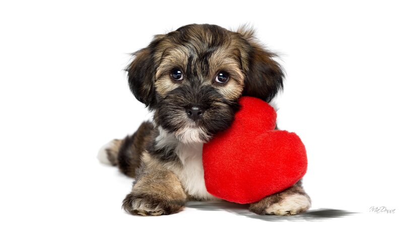 Puppy Holding Red Heart