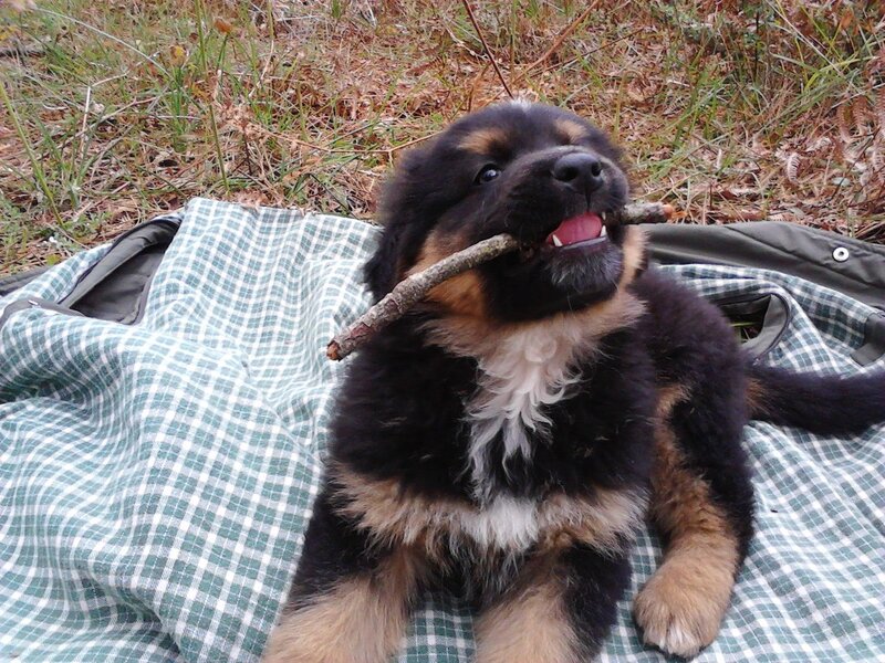 Puppy Holding Stick