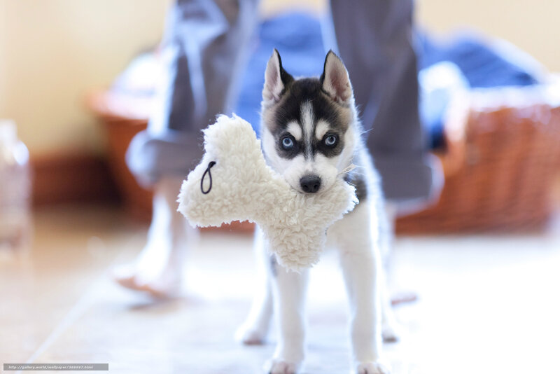puppy holding toy bone