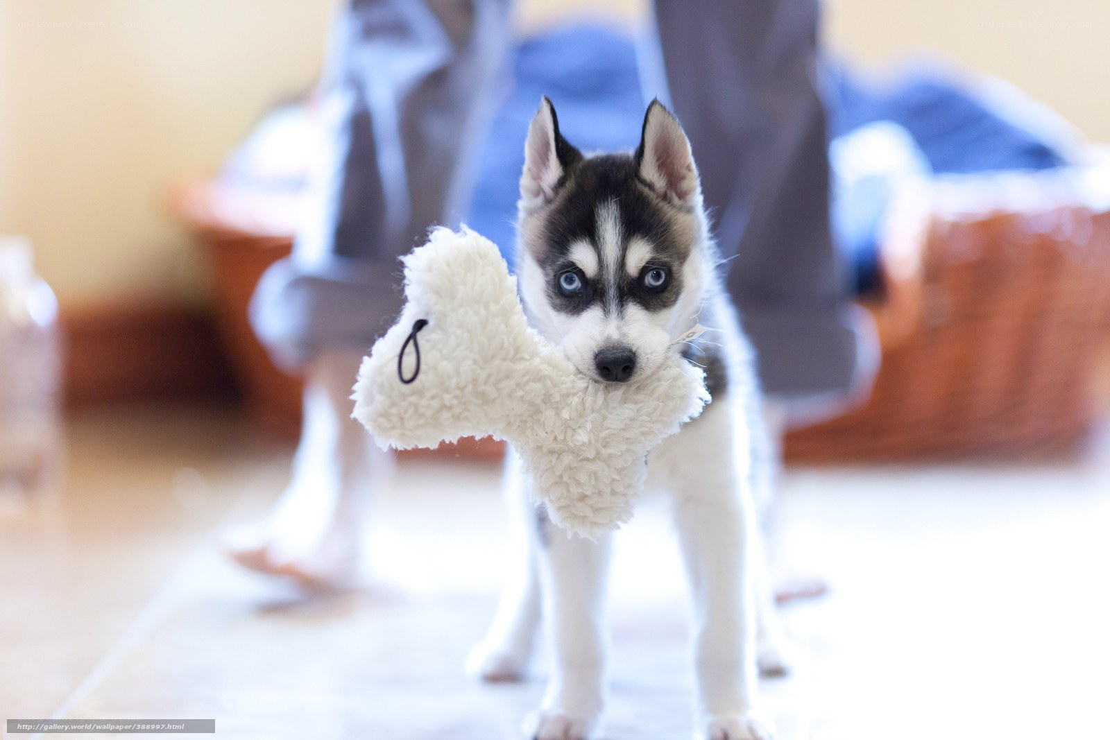 puppy holding toy bone