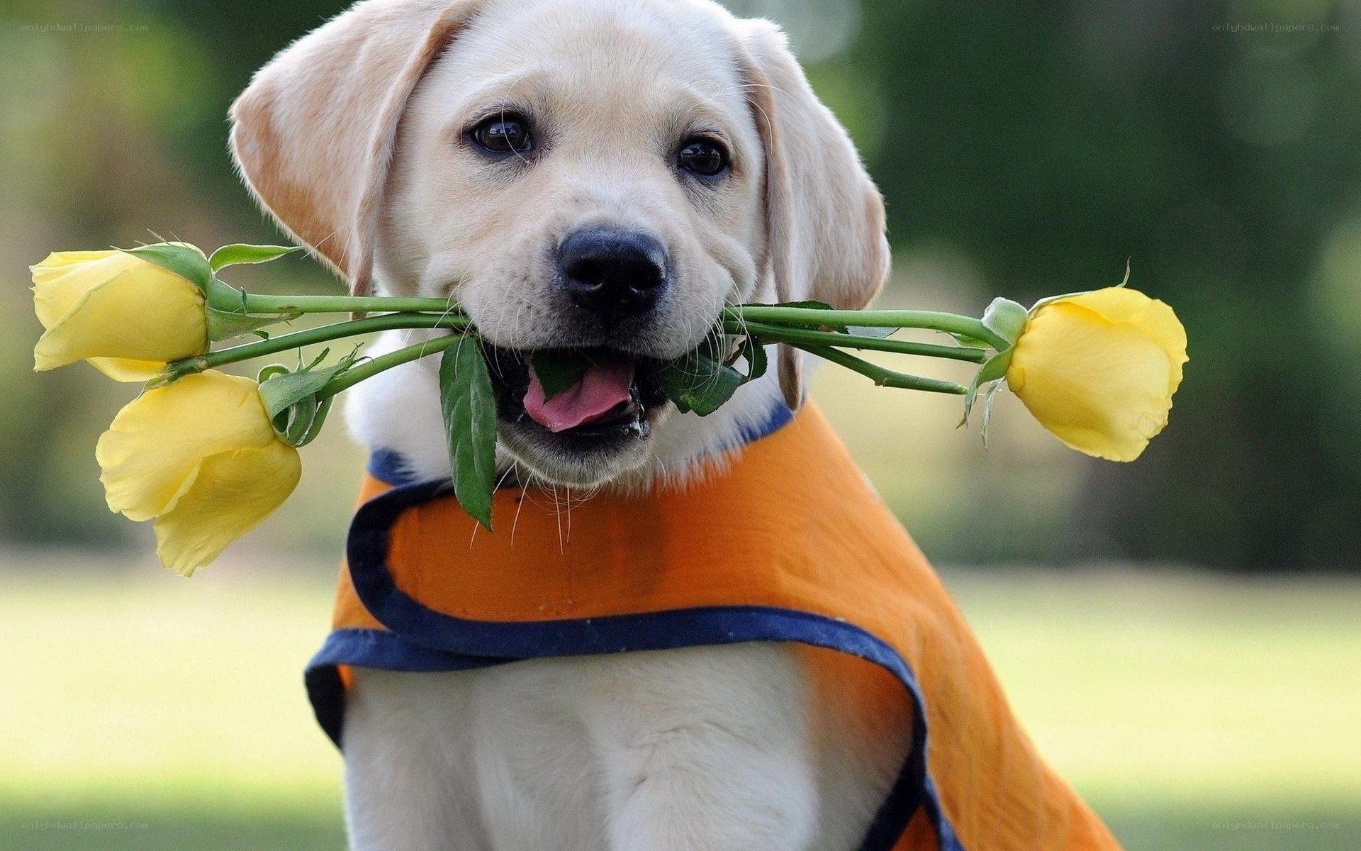 puppy holding yellow roses