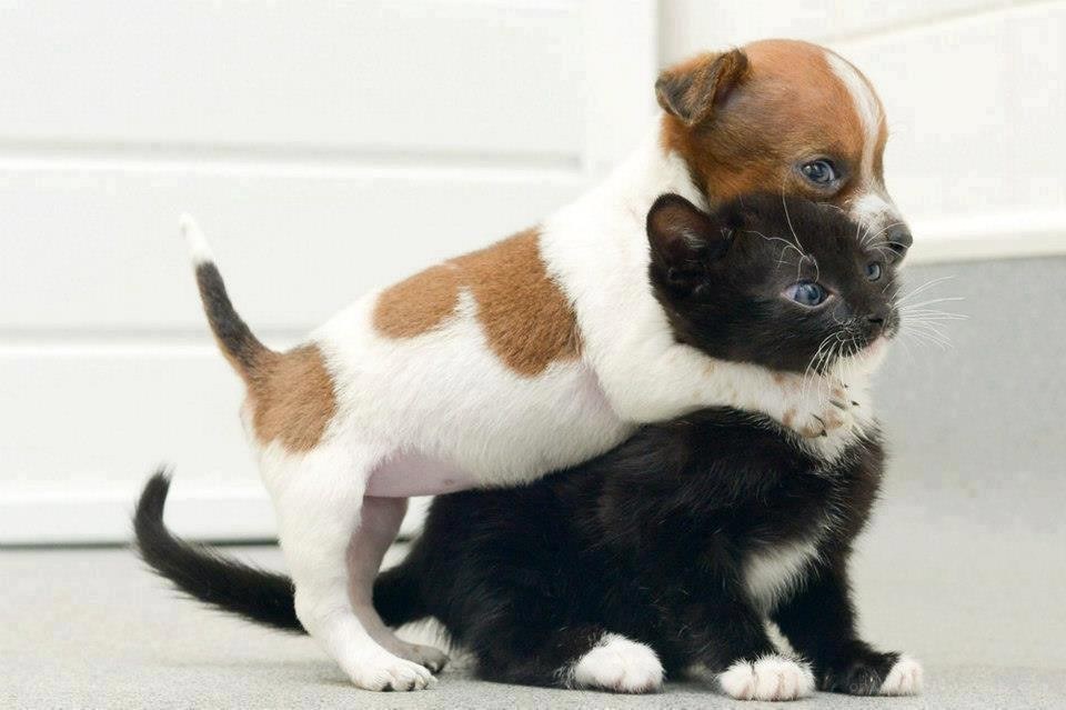 puppy hugging a kitten