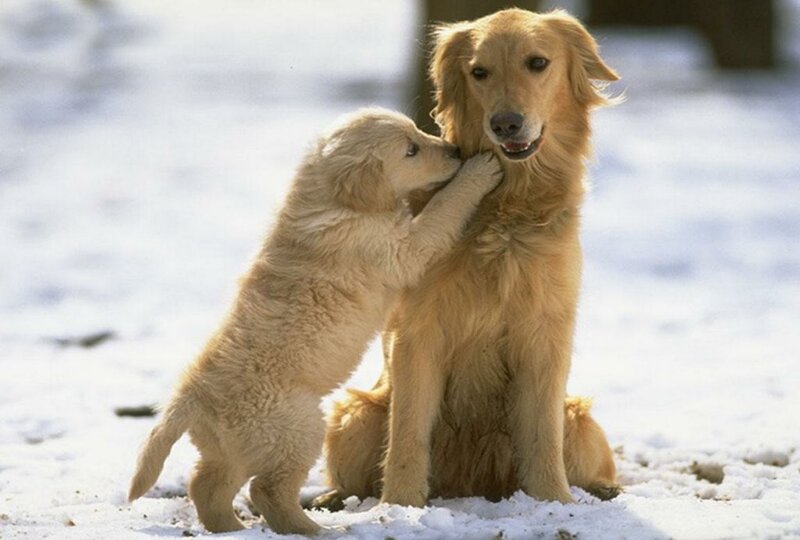 Puppy hugging adult dog