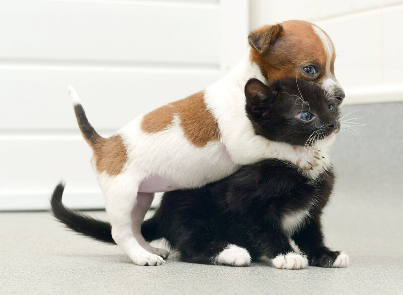 Puppy Hugging Kitten