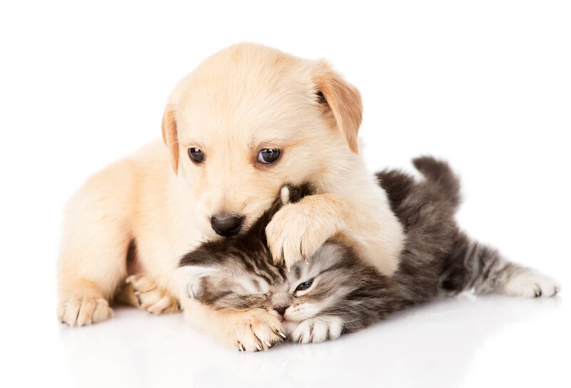 Puppy Hugging Kitten — White, Calm