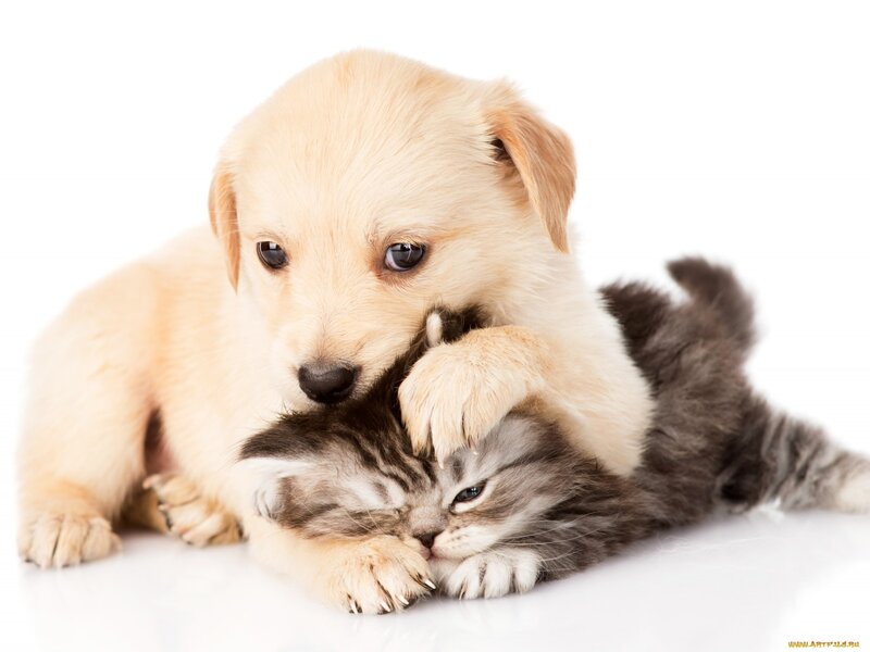 Puppy Hugging Kitten — White, Peaceful