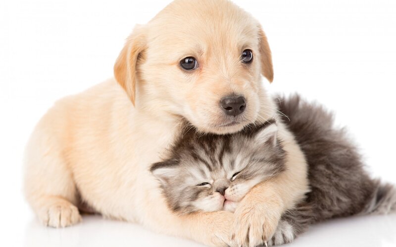 Puppy Hugging Kitten — White