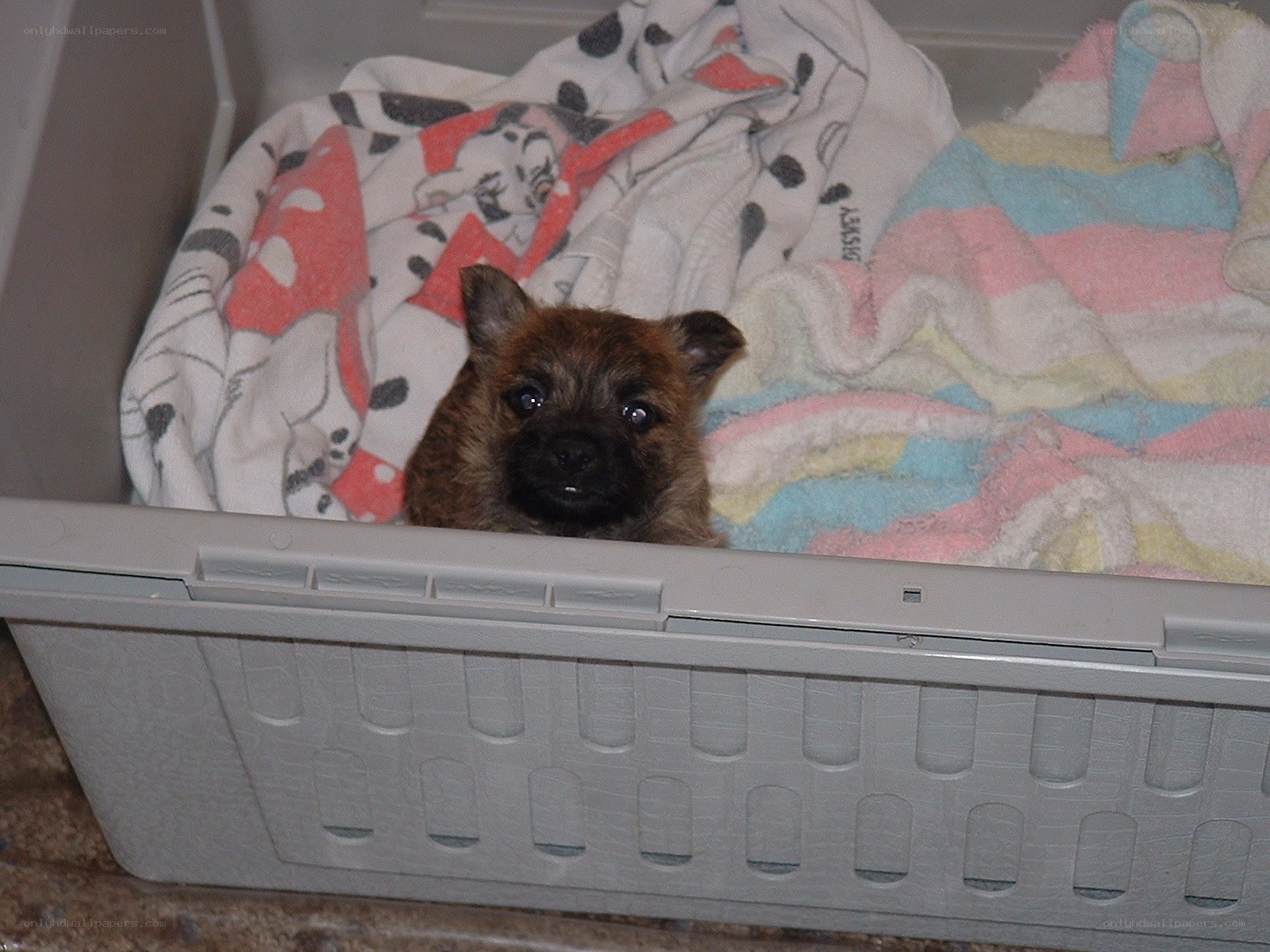 puppy in a basket
