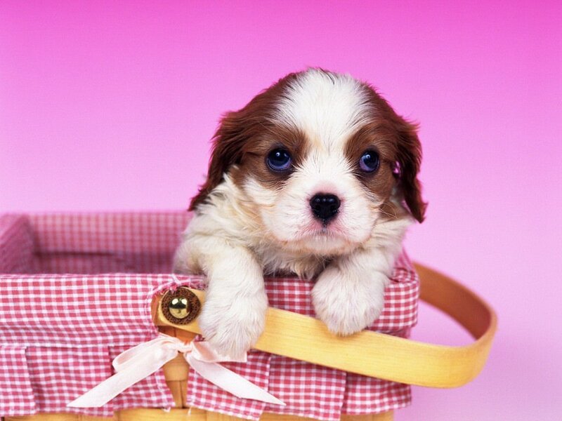 puppy in a basket