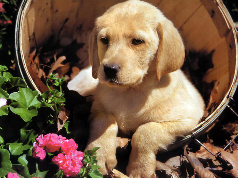 puppy in a basket