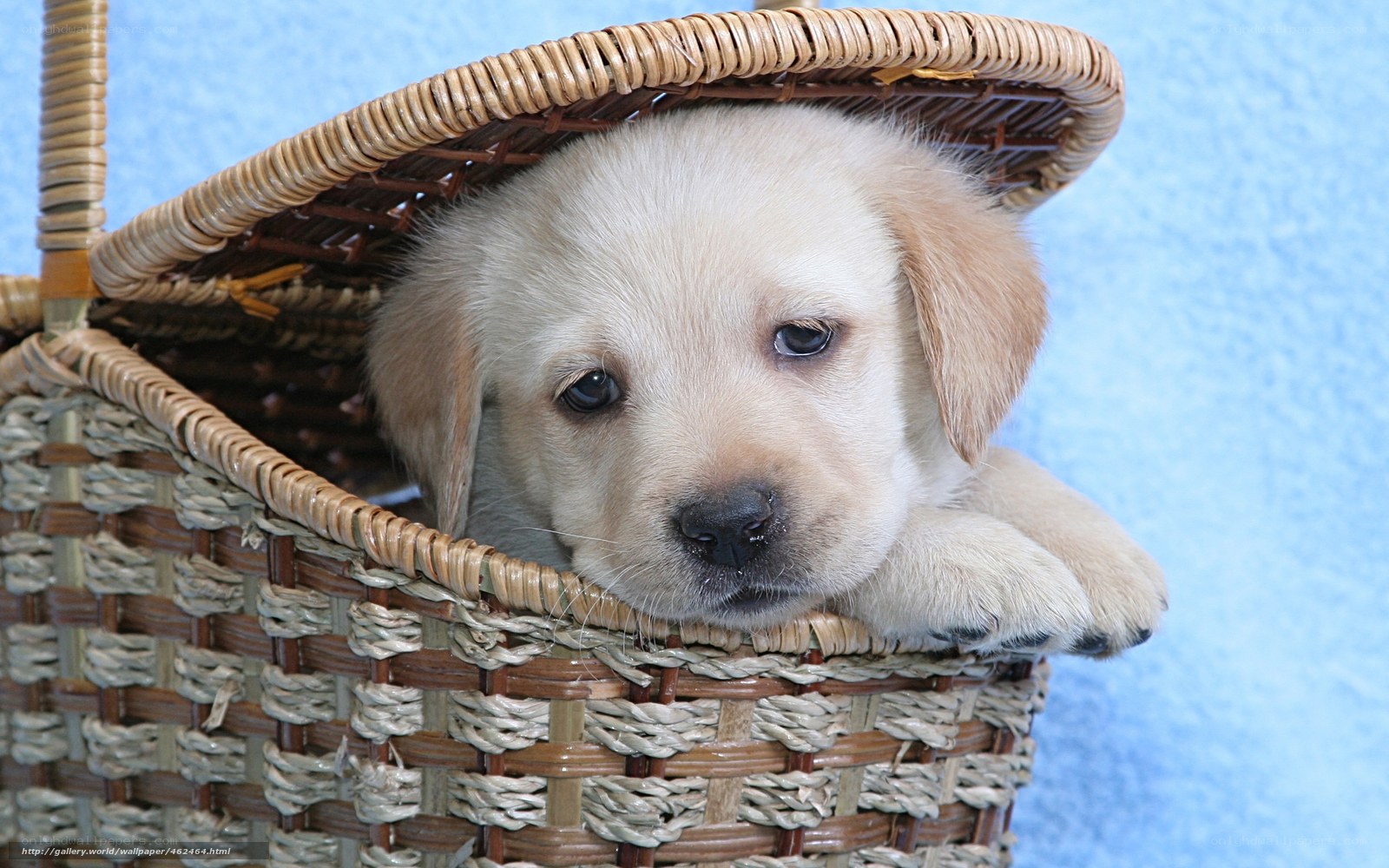 puppy in a basket