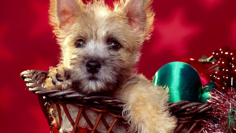 puppy in a basket