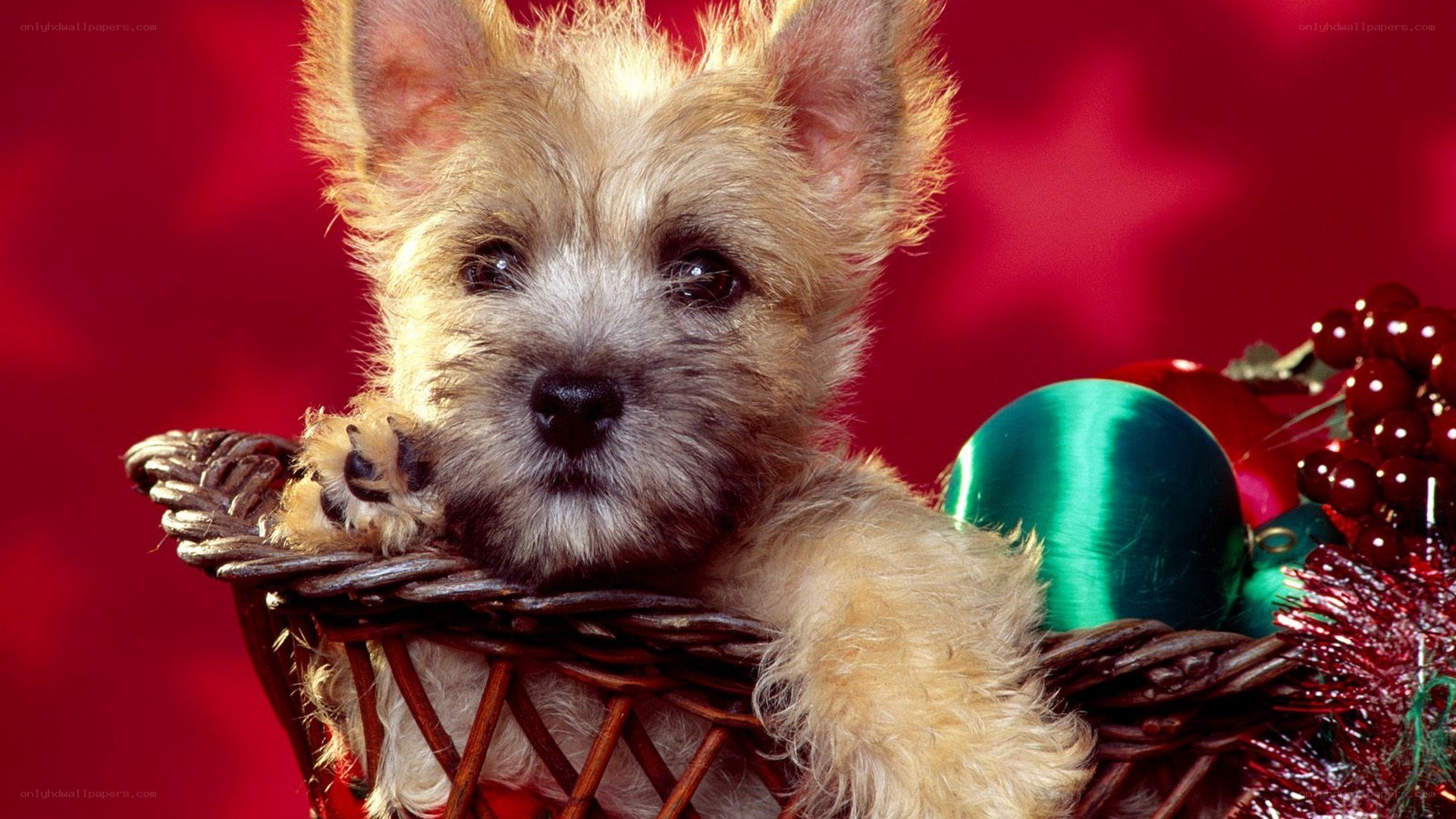 puppy in a basket