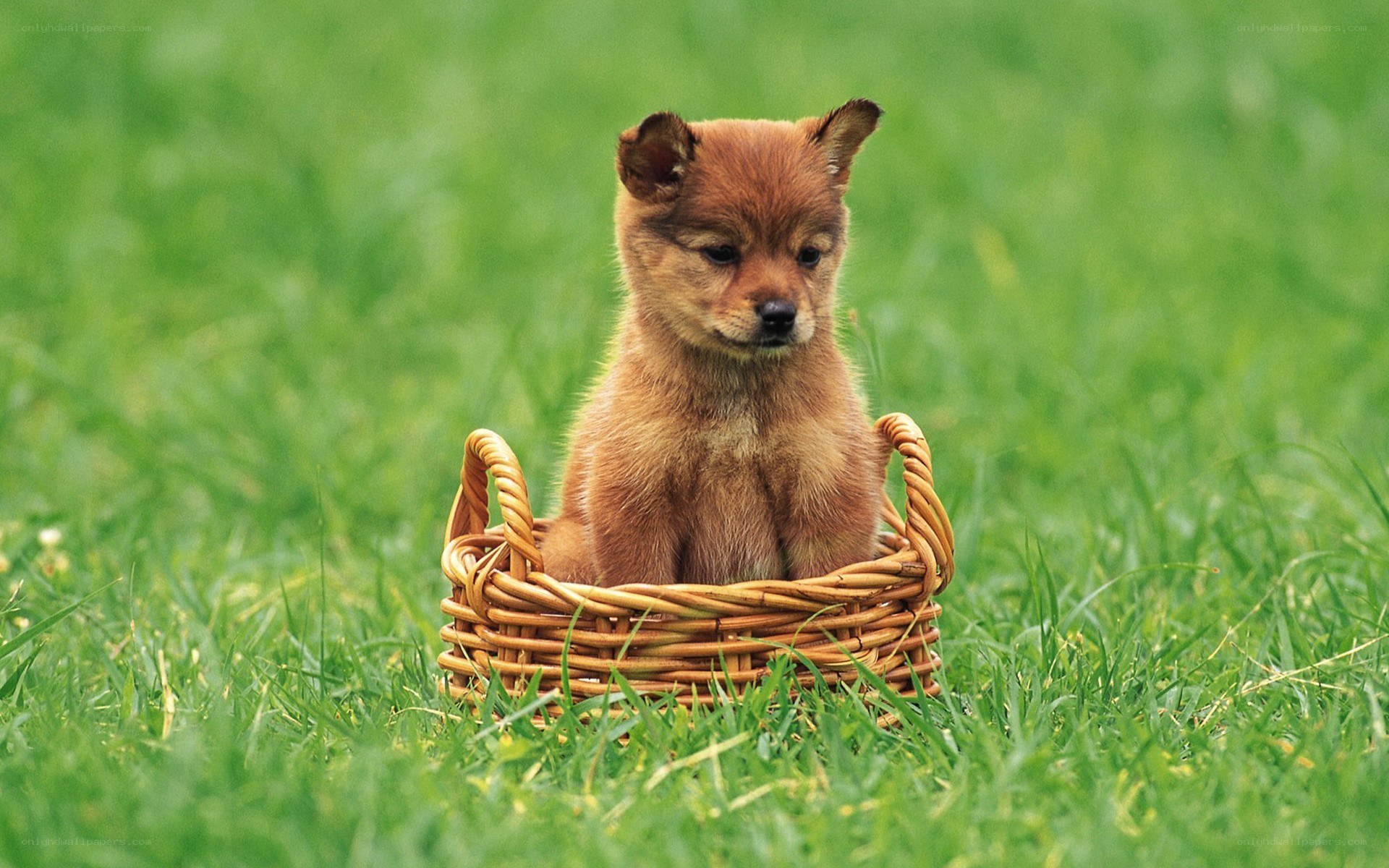 puppy in a basket