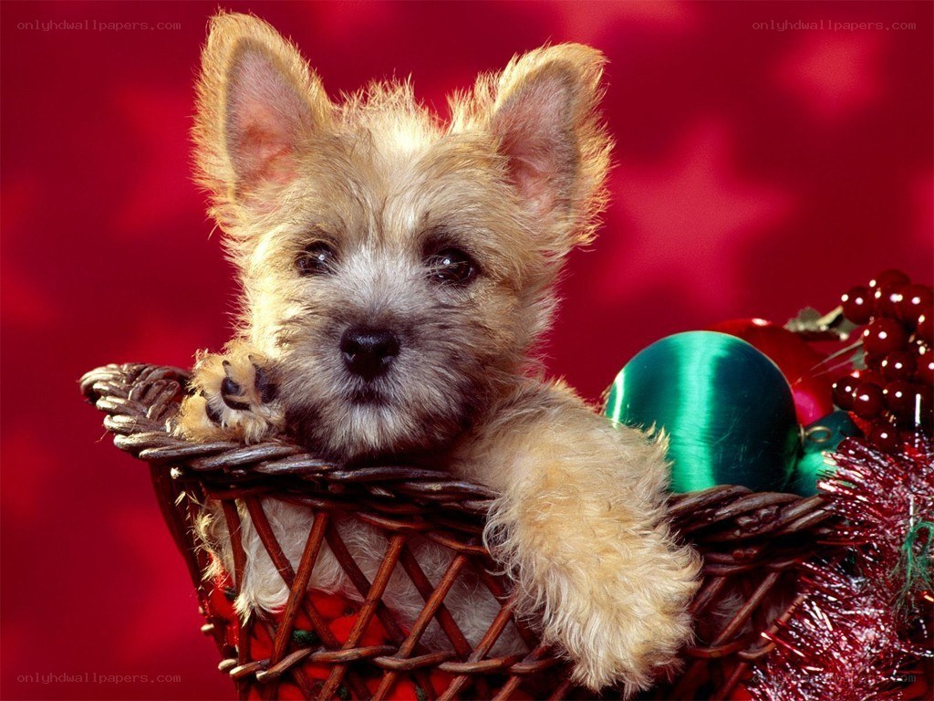 puppy in a basket