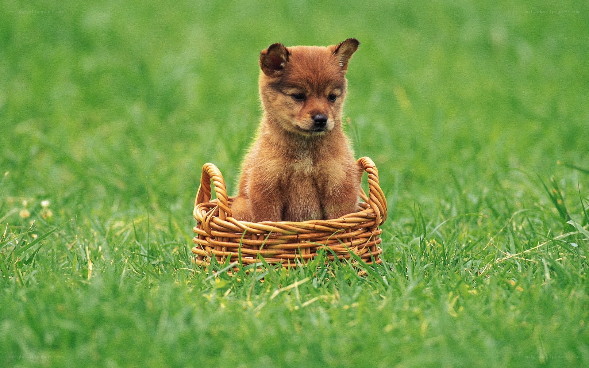 Puppy in a basket on grass