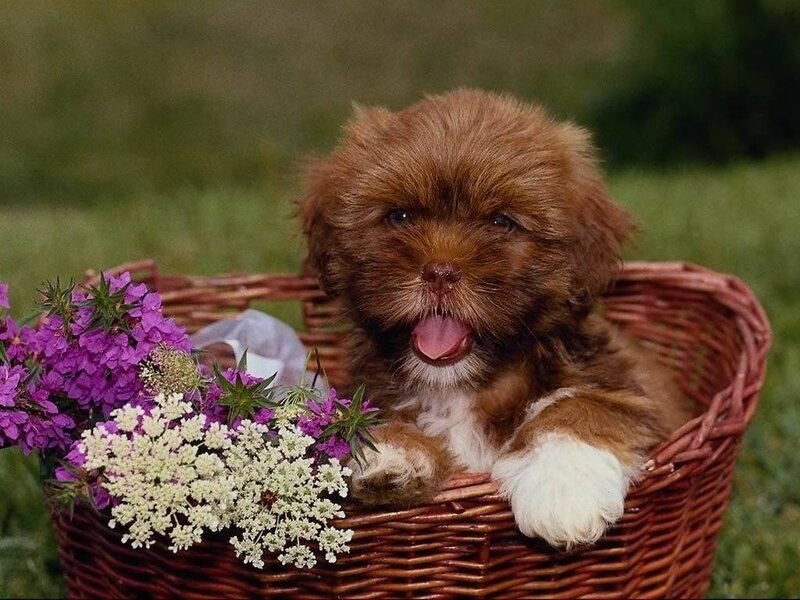 puppy in a basket with flowers