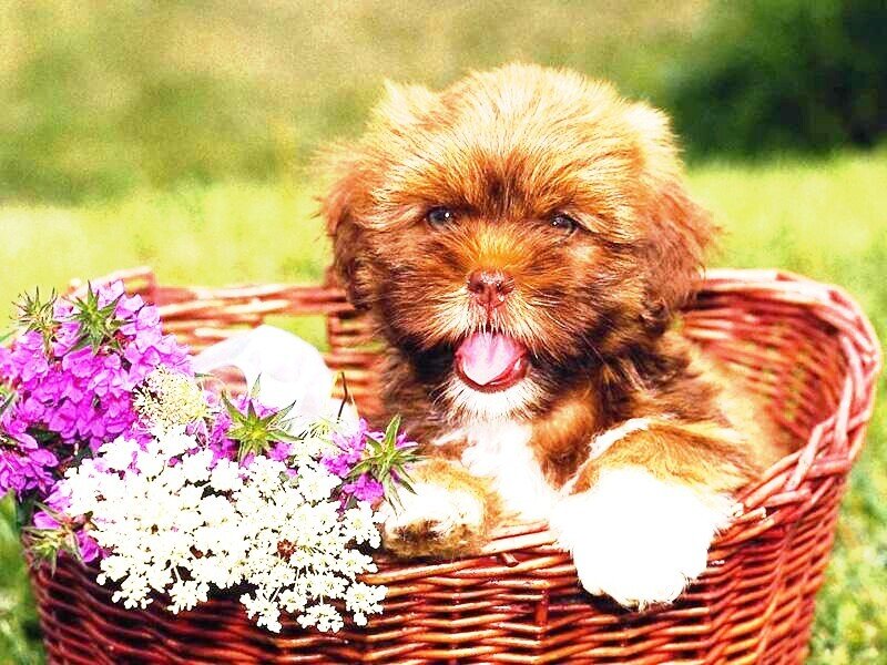 puppy in a basket with flowers