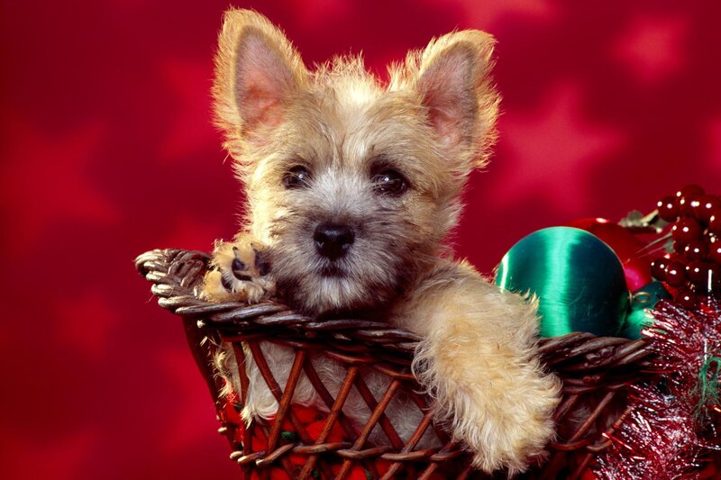 puppy in a basket with ornaments