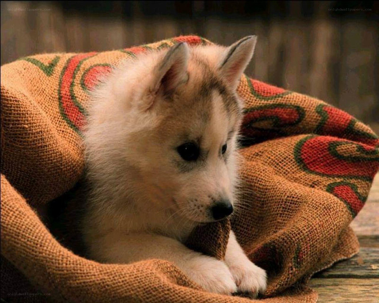 Puppy in a blanket