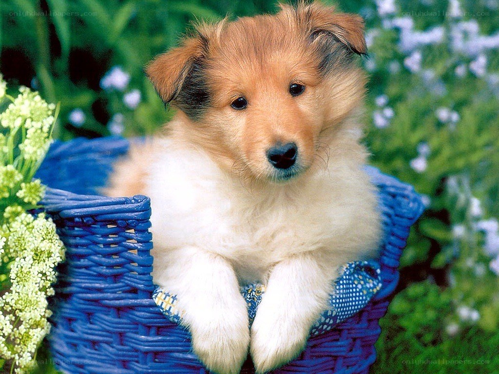 puppy in a blue basket