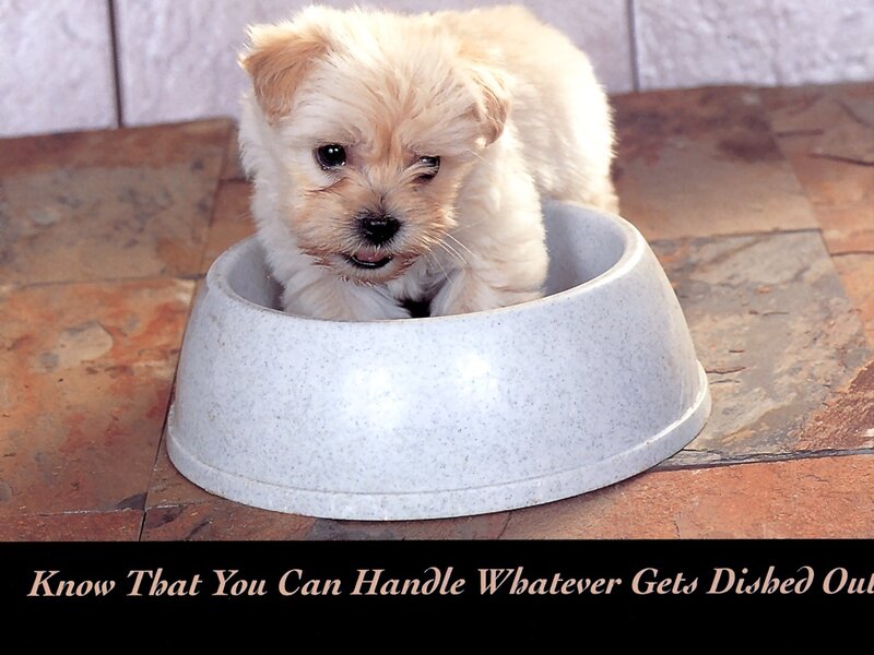 puppy in a bowl
