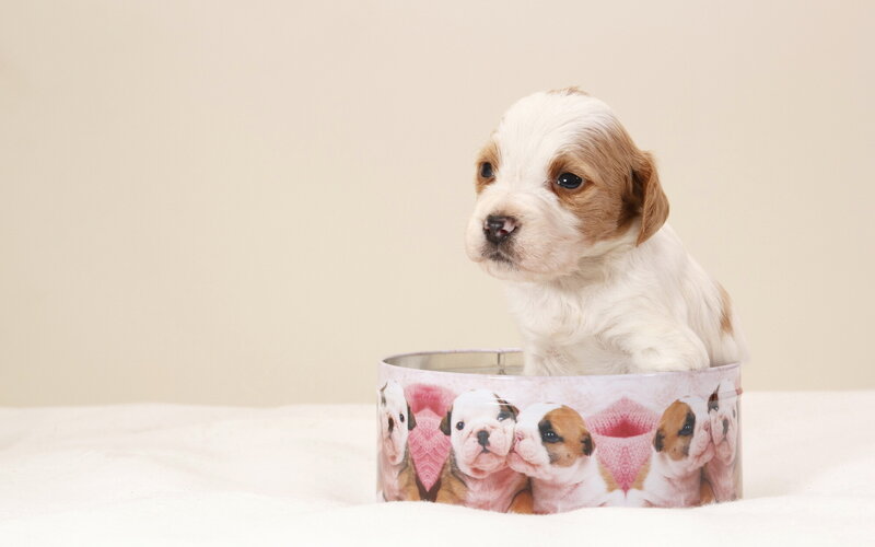 Puppy in a Box — White