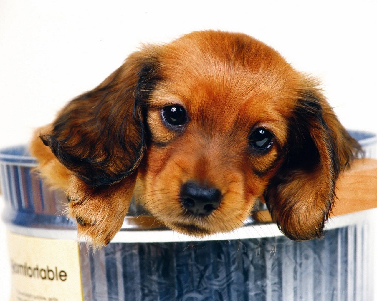 puppy in a bucket