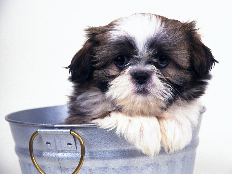 puppy in a bucket