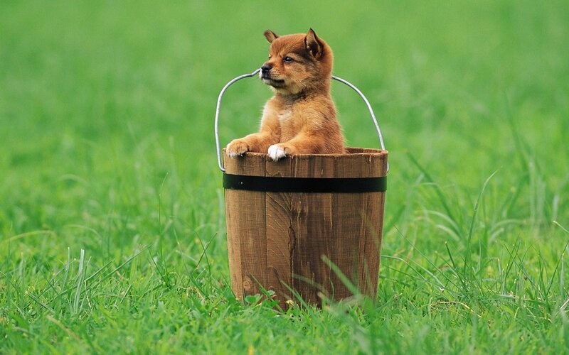 puppy in a bucket