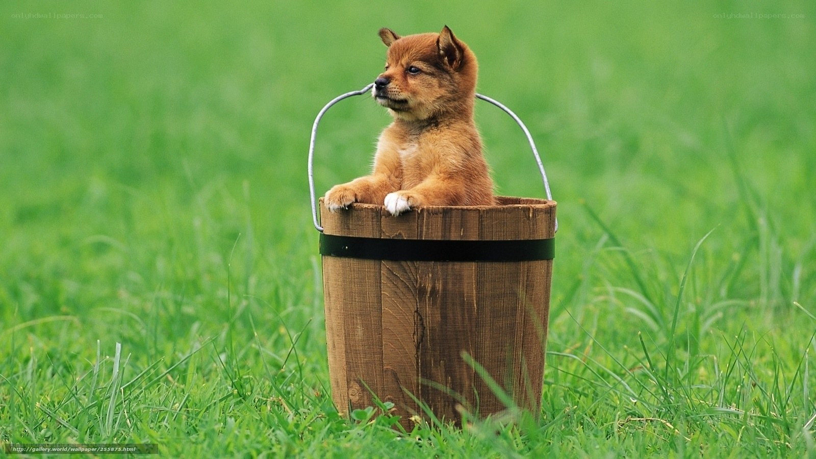 puppy in a bucket