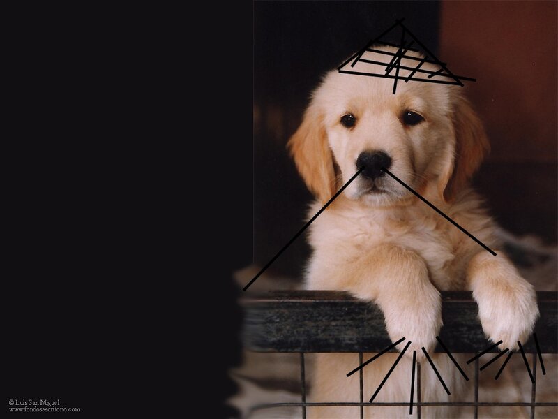 puppy in a cage