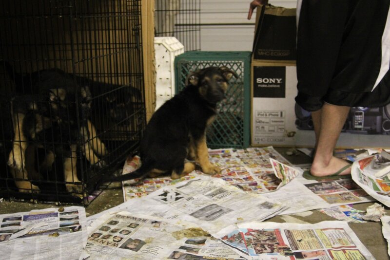 Puppy in a Cage — Black