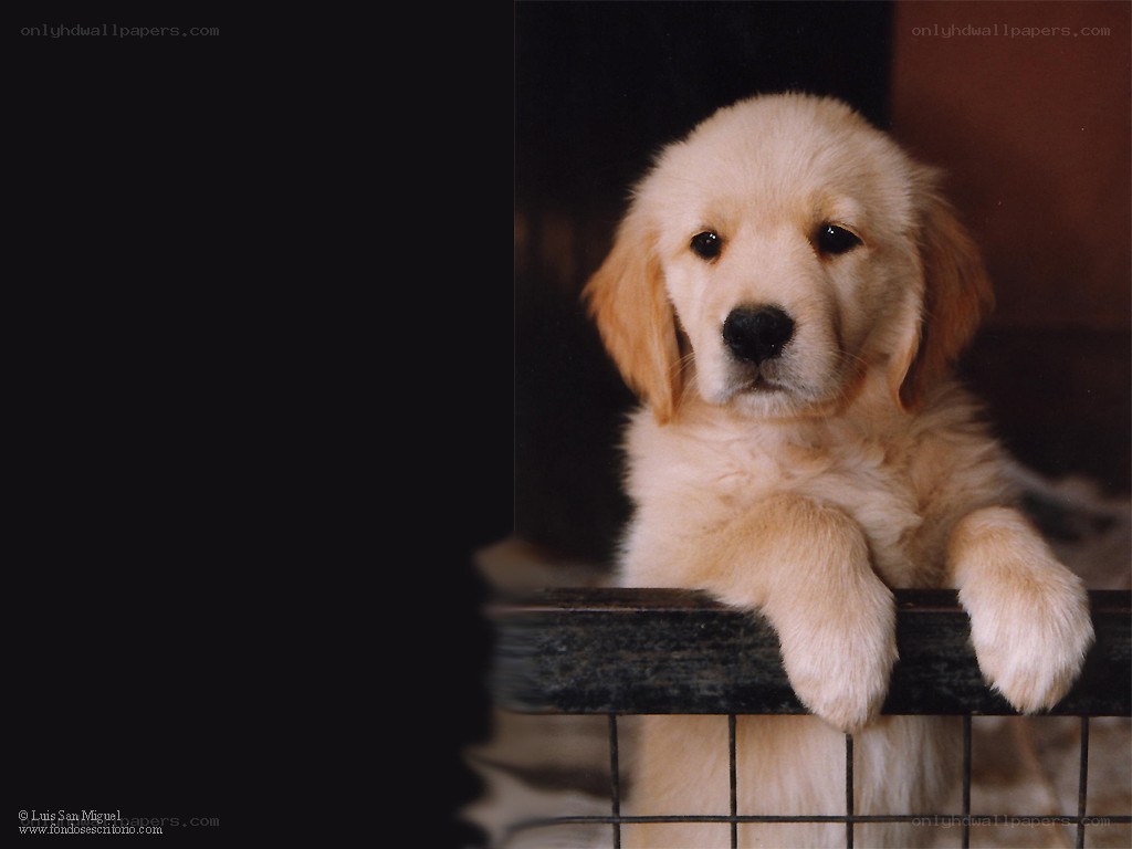 puppy in a cage
