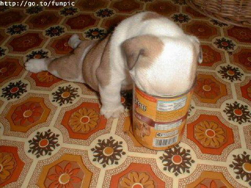 Puppy in a Can